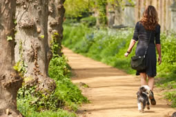 Suspected Poisoned Meat Found in Brompton Cemetery