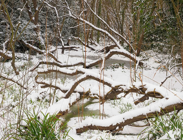 gunnersbury triangle in the snow 