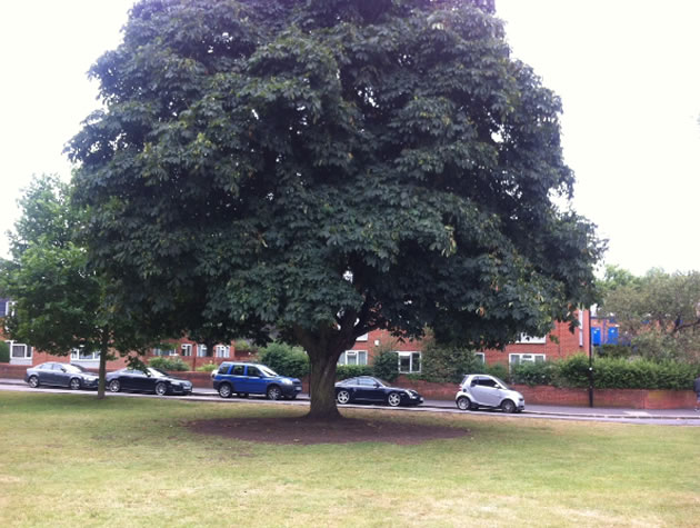 bench removed from tree