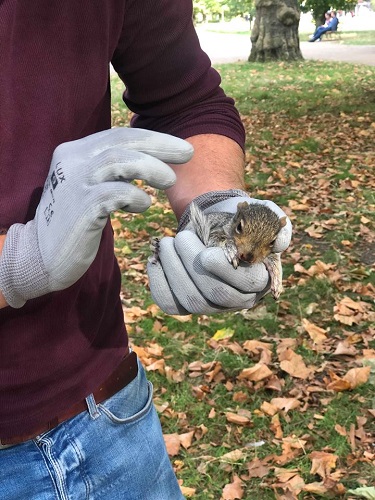 baby squirrel