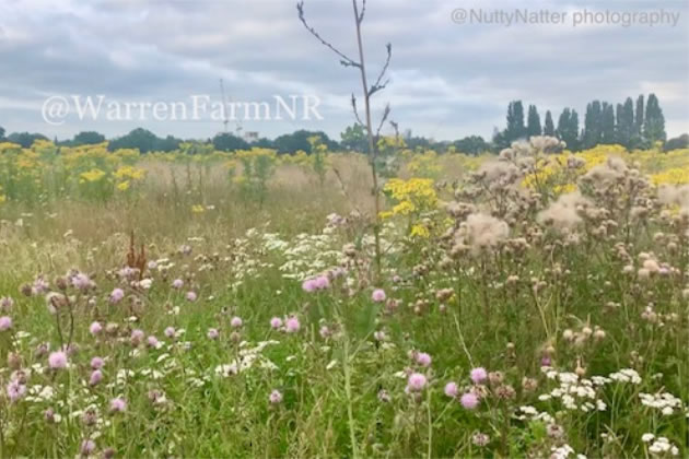 Existing meadow at Warren Farm