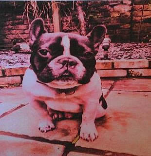 Frank, French Bulldog missing from Fulham home