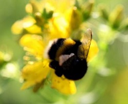 Brompton Cemetery exhibition of photography of bees