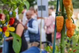 Chilli Fest Returns to Fulham Palace