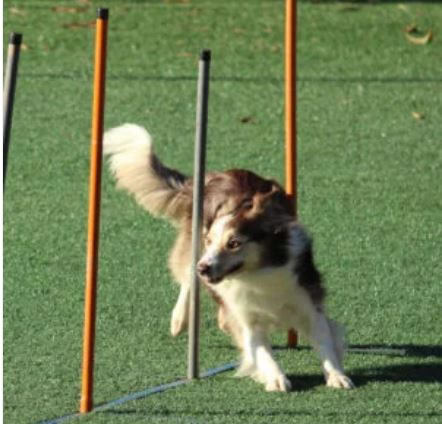 There will be a display of doggy agility 