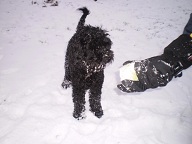 Dog in snow on Eel Brook Common Fulham