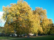 Eel Brook Common in autumn