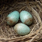 A Bird's Egg - talk at Fulham Palace