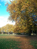 Autumn in Fulham