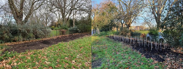 Before (left) and after (right) the saplings were planted in Fulham Palace Road alongside Lillie Road Rec