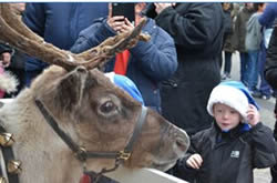 Reindeer at Chelsea FC Festive Fun Day