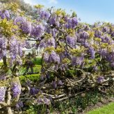 Wisteria at Fulham Palace
