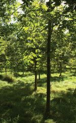 Beautiful new native woodland. Puckett's Wood - credit Colin Varndell