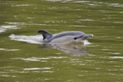 Two Dolphins Found Dead on Bank of River Thames