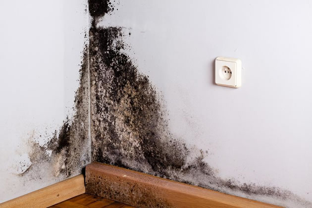 Black mould in the corner of a flat