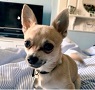 Bill Bailey's chihuahua Pablo