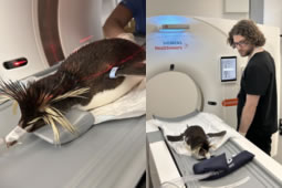 Wobbly Penguins Treated at Chancellors Road Animal Hospital