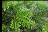 Nordman fir tree